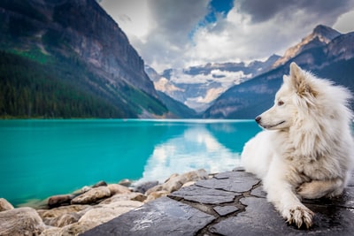 一只白色的狗坐在一个大山塘附近的岩层上。